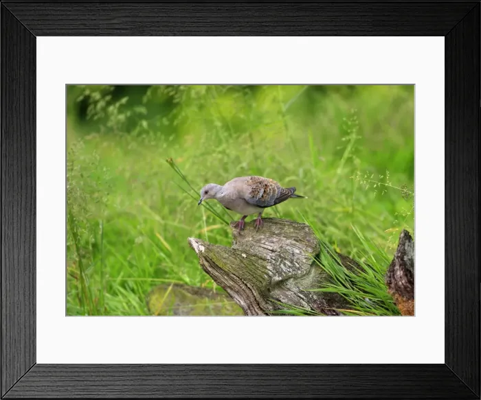 Framed Print : Turtle Dove. Pensthorpe - Norfolk - UK Framed Print : Turtle Dove. Pensthorpe - Norfolk - UK