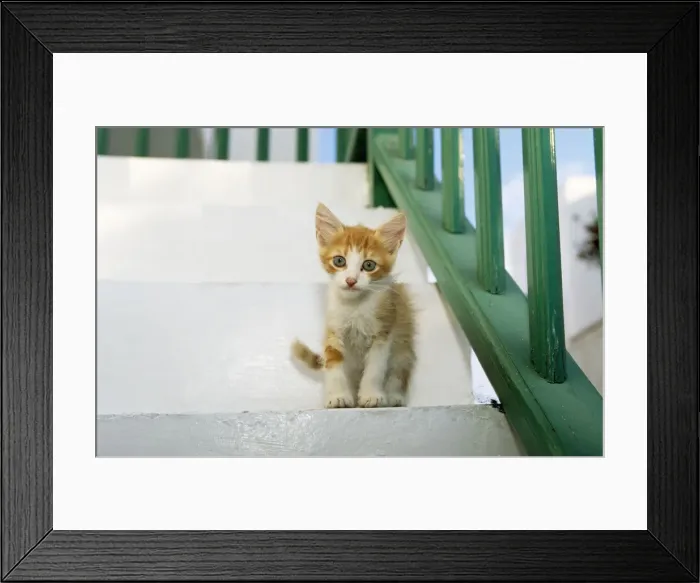 Framed Print : Cat - kitten - Santorini Island - Greece Framed Print : Cat - kitten - Santorini Island - Greece