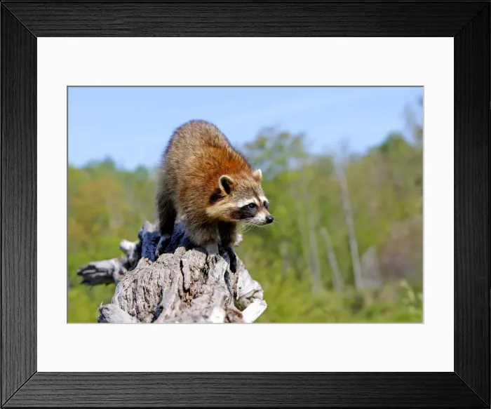 Framed Print : Raccoon - adult. Minnesota - USA Framed Print : Raccoon - adult. Minnesota - USA