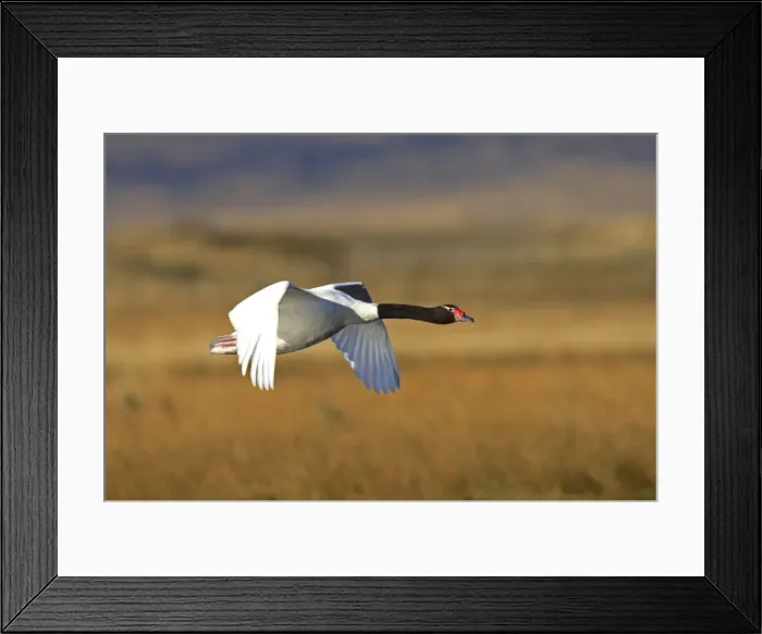 Framed Print : Black-necked Swan - in flight. Magallanes Peninsula - Patagonia - Argentina Framed Print : Black-necked Swan - in flight. Magallanes Peninsula - Patagonia - Argentina