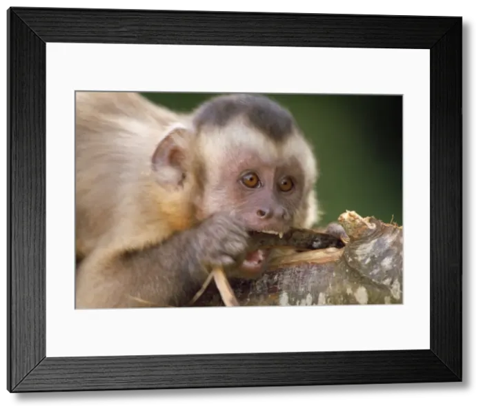 Framed Print : Black-capped Capuchin / Guianan brown capuchin / Margarita Island capuchin - chewing on bark Framed Print : Black-capped Capuchin / Guianan brown capuchin / Margarita Island capuchin - chewing on bark