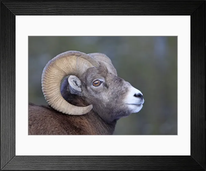 Framed Print : Rocky Mountain Bighorn Sheep. Jasper National Park - Rocky Mountains - Alberta - Canada Framed Print : Rocky Mountain Bighorn Sheep. Jasper National Park - Rocky Mountains - Alberta - Canada