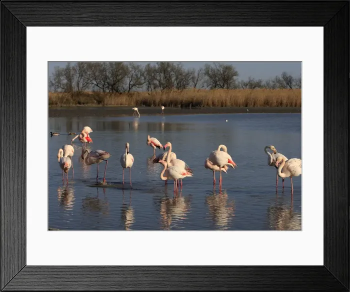 Framed Print : Greater Flamingo - group. Pont-de-Gau ornithological park - Saintes Maries de la Mer - Camargue - Bouches du Rhone - France Framed Print : Greater Flamingo - group. Pont-de-Gau ornithological park - Saintes Maries de la Mer - Camargue - Bouches du Rhone - France