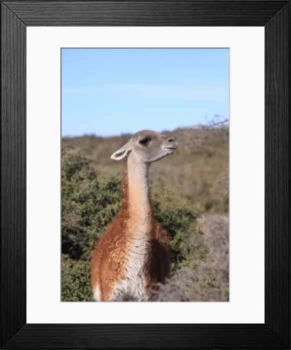 Framed Print : Guanaco. Valdes peninsula - Argentina