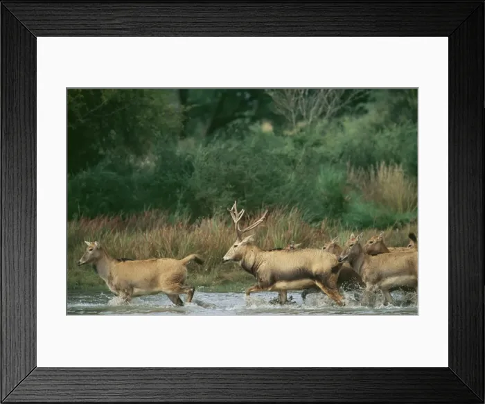 Framed Print : Pere David's Deer - running in water - extinct in wild - National Zoological Gardens - Pretoria - S. Africa Framed Print : Pere David's Deer - running in water - extinct in wild - National Zoological Gardens - Pretoria - S. Africa