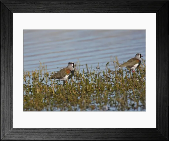 Framed Print : Southern Lapwing. Magallanes Peninsula - Patagonia - Argentina Framed Print : Southern Lapwing. Magallanes Peninsula - Patagonia - Argentina