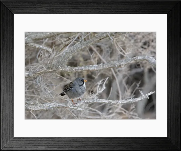 Framed Print : Mourning Sierra-finch. Punta Norte - Valdes peninsula - Argentina Framed Print : Mourning Sierra-finch. Punta Norte - Valdes peninsula - Argentina