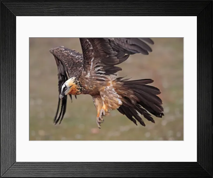 Framed Print : Lammergeier / Bearded Vulture - adult in flight at feeding station. Pyrenees - Spain Framed Print : Lammergeier / Bearded Vulture - adult in flight at feeding station. Pyrenees - Spain