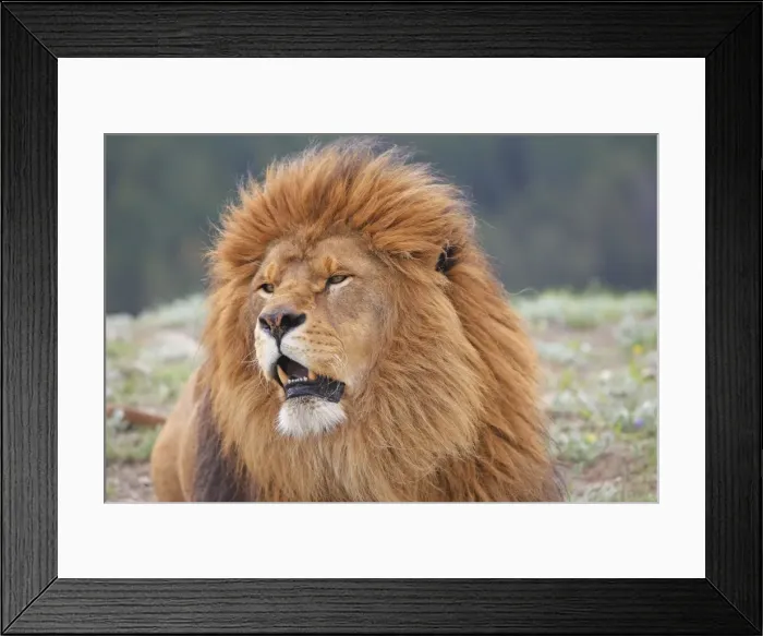 Framed Print : Barbary / Atlas / Nubian Lion. Extinct in wild Framed Print : Barbary / Atlas / Nubian Lion. Extinct in wild