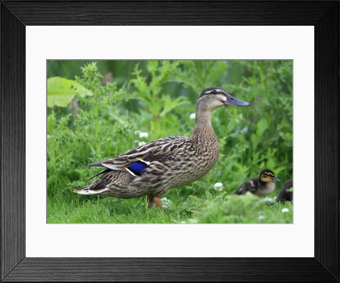 Framed Print : Mallard female - with ducklings. Pensthorpe - Norfolk - UK Framed Print : Mallard female - with ducklings. Pensthorpe - Norfolk - UK