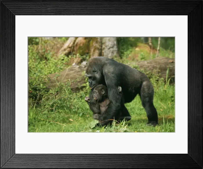 Framed Print : Lowland Gorilla WAT 5438 Parent & young Gorilla gorilla © M. Watson / ARDEA LONDON Framed Print : Lowland Gorilla WAT 5438 Parent & young Gorilla gorilla © M. Watson / ARDEA LONDON