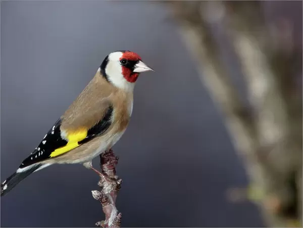 Goldfinch. France