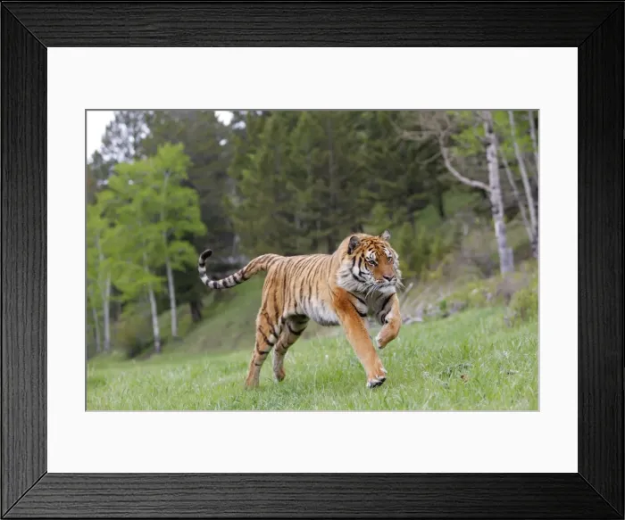 Framed Print : Siberian Tiger - running Framed Print : Siberian Tiger - running