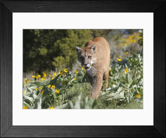 Framed Print : Cougar / Mountain Lion. Montana - USA Framed Print : Cougar / Mountain Lion. Montana - USA