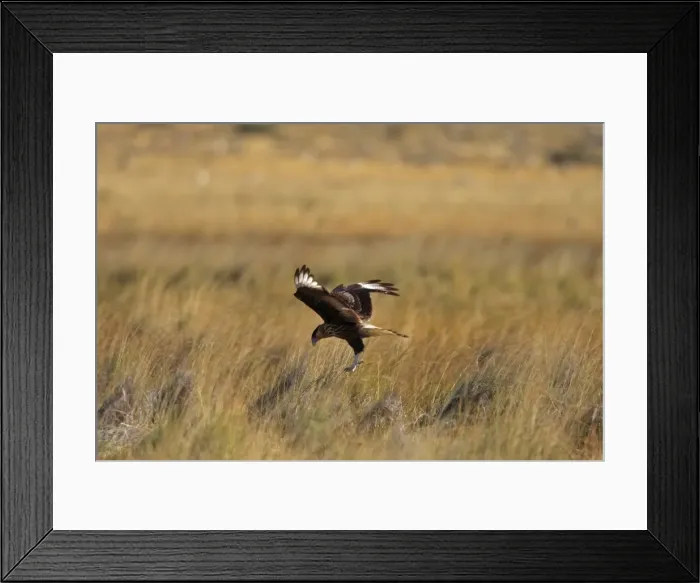 Framed Print : Crested Caracara -landing. Magallanes Peninsula - Patagonia - Argentina Framed Print : Crested Caracara -landing. Magallanes Peninsula - Patagonia - Argentina