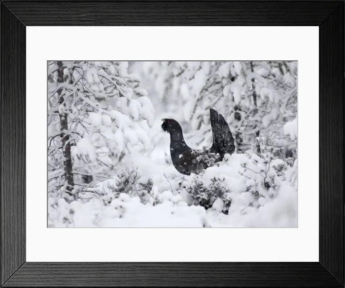 Framed Print : Capercaillie - male displaying in snow. Kuhmo - Finland Framed Print : Capercaillie - male displaying in snow. Kuhmo - Finland