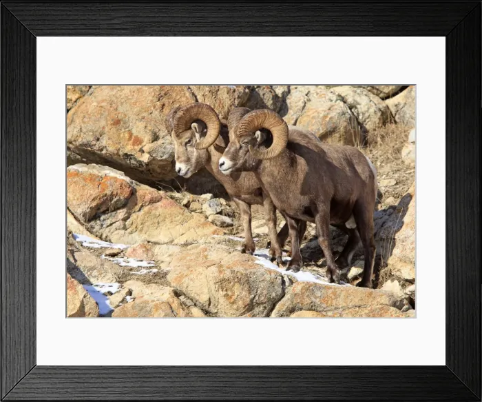 Framed Print : Rocky Mountain Bighorn Sheep. Jasper National Park - Rocky Mountains - Alberta - Canada Framed Print : Rocky Mountain Bighorn Sheep. Jasper National Park - Rocky Mountains - Alberta - Canada