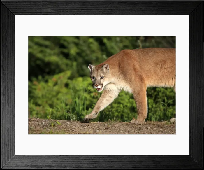 Framed Print : Cougar / Mountain Lion / Puma. Montana - United States Framed Print : Cougar / Mountain Lion / Puma. Montana - United States