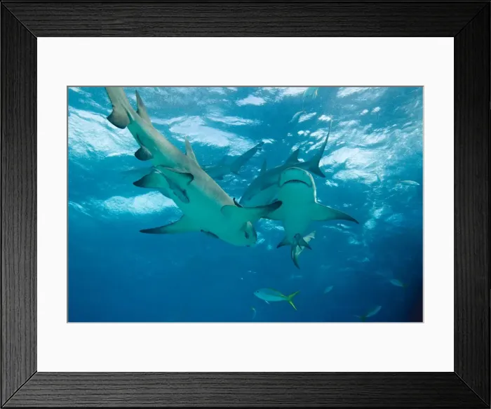 Framed Print : Lemon Sharks - Bahamas Framed Print : Lemon Sharks - Bahamas