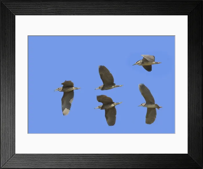 Framed Print : Night Herons - in flight. Saintes Maries de la Mer - Camargue - Bouches du Rhone - France Framed Print : Night Herons - in flight. Saintes Maries de la Mer - Camargue - Bouches du Rhone - France