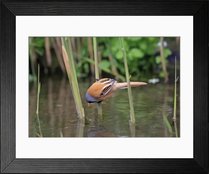 Framed Print : Bearded Tit. Pensthorpe - Norfolk - UK Framed Print : Bearded Tit. Pensthorpe - Norfolk - UK