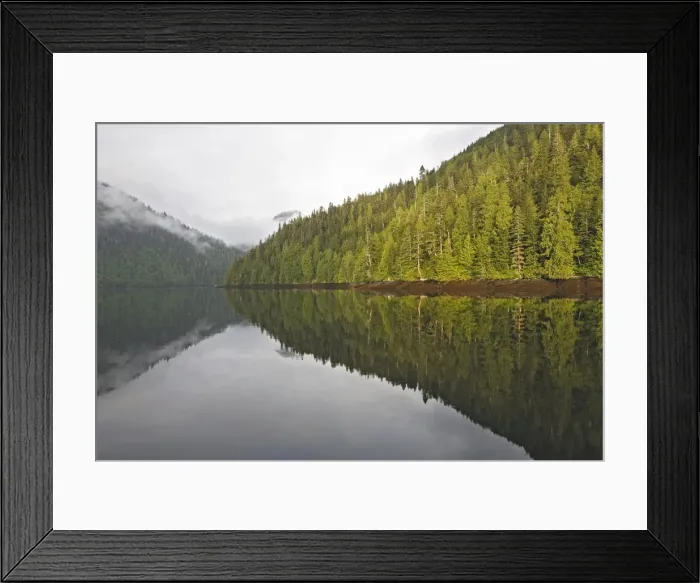 Framed Print : Temperate rainforest - view of trees with reflection in estuary. Khuzemateen Grizzly Bear Sanctuary - British Colombia - Canada Framed Print : Temperate rainforest - view of trees with reflection in estuary. Khuzemateen Grizzly Bear Sanctuary - British Colombia - Canada