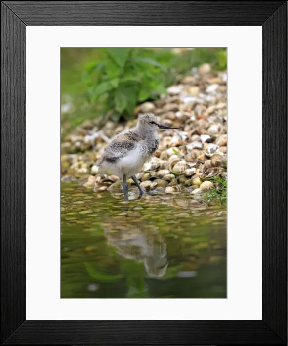 Framed Print : Pied Avocet - chick. Pensthorpe - Norfolk - UK Framed Print : Pied Avocet - chick. Pensthorpe - Norfolk - UK