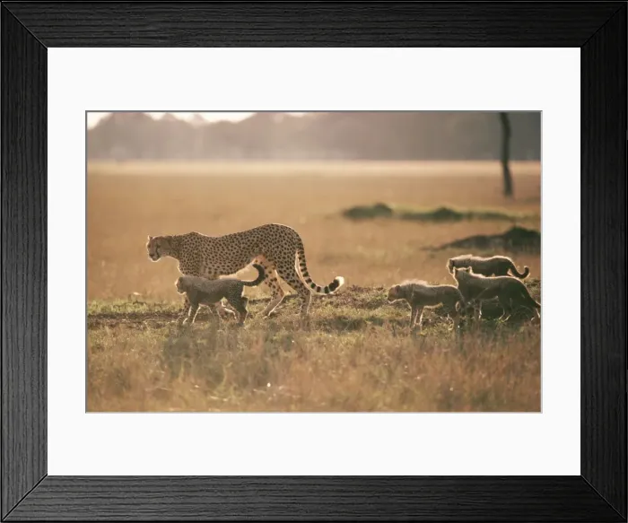 Framed Print : Cheetah - walking with 4 young cubs Framed Print : Cheetah - walking with 4 young cubs