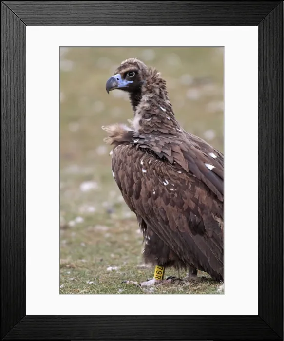 Framed Print : Cinereous / Black Vulture / Monk Vulture / Eurasian Black Vulture. Pyrenees - Spain Framed Print : Cinereous / Black Vulture / Monk Vulture / Eurasian Black Vulture. Pyrenees - Spain