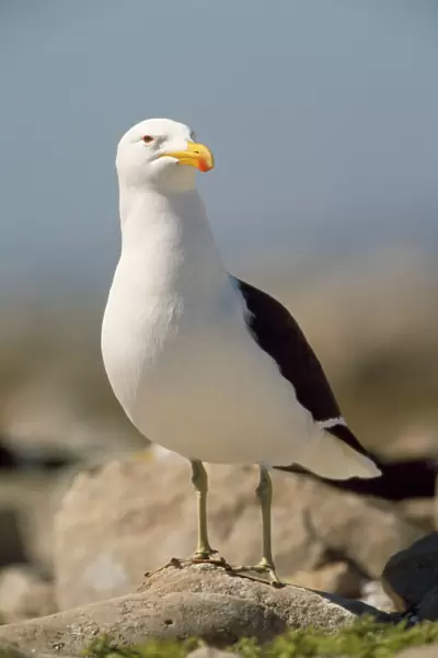 Kelp Gull  /  Southern Black-backed Gull