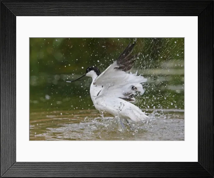 Framed Print : Pied Avocet - in water taking off. Pensthorpe - Norfolk - UK Framed Print : Pied Avocet - in water taking off. Pensthorpe - Norfolk - UK