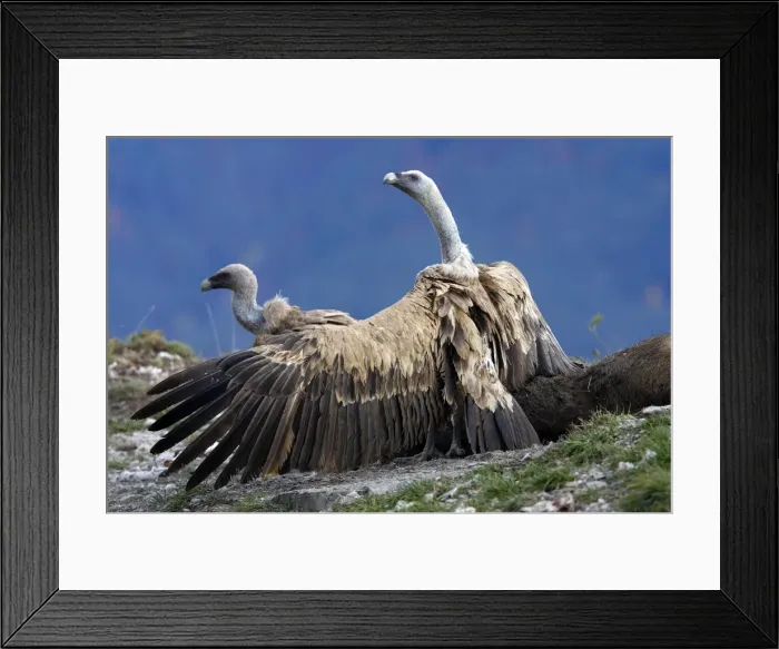 Framed Print : Eurasian Griffon Vulture - with wings spread on prey. Pyrenees - Spain Framed Print : Eurasian Griffon Vulture - with wings spread on prey. Pyrenees - Spain