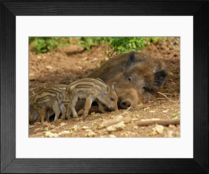 Framed Print : Wild Boar - adult resting with young. Haute Saone - France Framed Print : Wild Boar - adult resting with young. Haute Saone - France