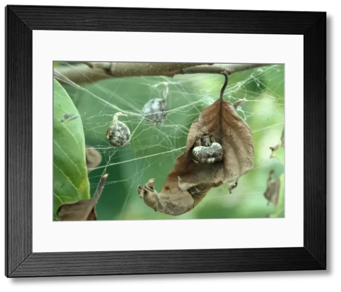Framed Print : Bola Spider - and egg sacs Framed Print : Bola Spider - and egg sacs