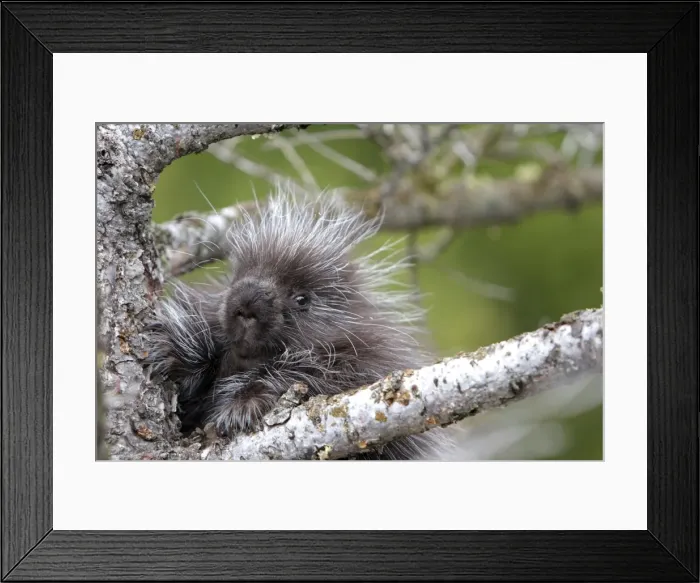 Framed Print : North American Porcupine - baby in tree. Montana - USA Framed Print : North American Porcupine - baby in tree. Montana - USA