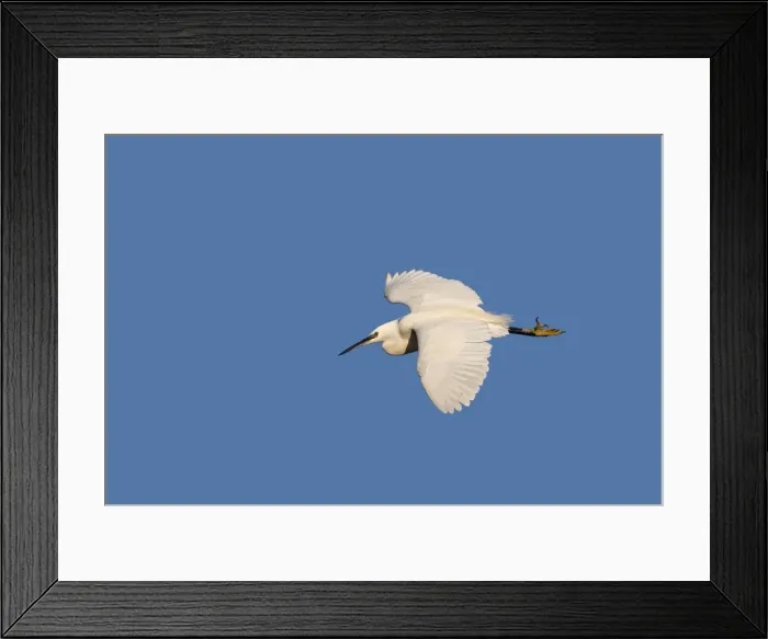 Framed Print : Little Egret. Pont de Gau Park - Saintes Maries de la Mer - France