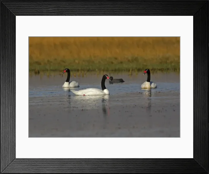 Framed Print : Black-necked Swan. Magallanes Peninsula - Patagonia - Argentina Framed Print : Black-necked Swan. Magallanes Peninsula - Patagonia - Argentina