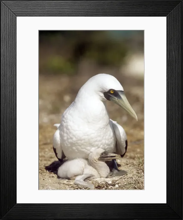 Framed Print : Masked Booby - with young - Aldabra - Indian Ocean Framed Print : Masked Booby - with young - Aldabra - Indian Ocean