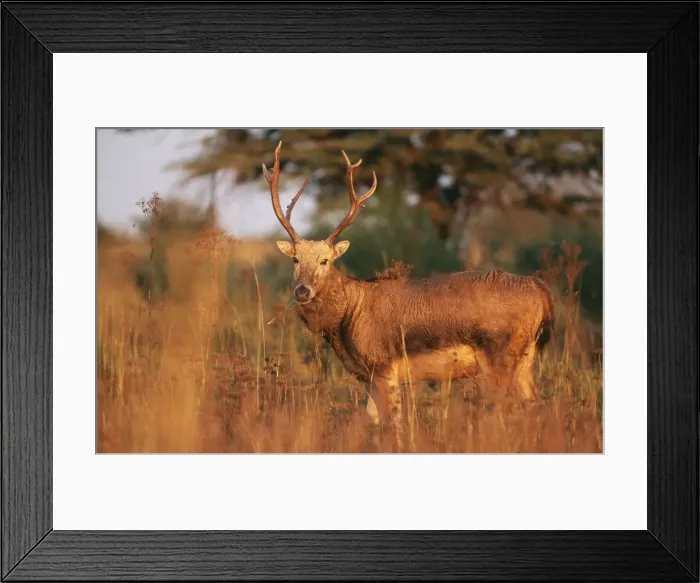 Framed Print : Pere David's Deer - male - extinct in wild - National Zoological Gardens - Pretoria - S. Africa Framed Print : Pere David's Deer - male - extinct in wild - National Zoological Gardens - Pretoria - S. Africa