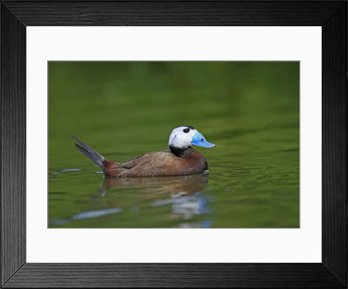 Framed Print : Ruddy Duck. Pensthorpe - Norfolk - UK Framed Print : Ruddy Duck. Pensthorpe - Norfolk - UK