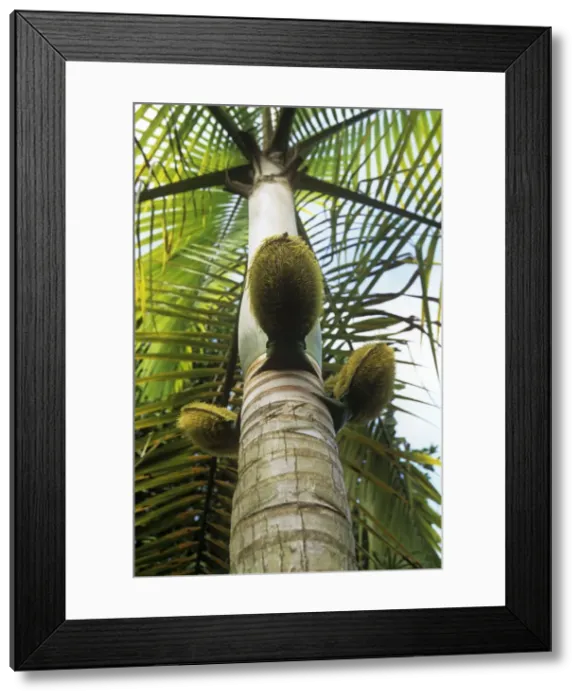 Framed Print : Millionaire's Salad Tree - Palm nuts on millionaire's salad trunk also known as: chou palmiste, palmiste, millionaires salad and cabbage palm. Seychelles Framed Print : Millionaire's Salad Tree - Palm nuts on millionaire's salad trunk also known as: chou palmiste, palmiste, millionaires salad and cabbage palm. Seychelles