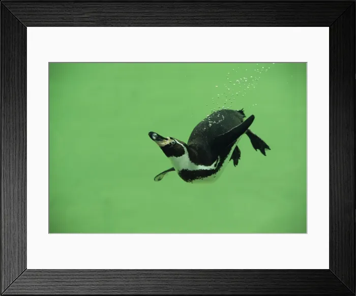 Framed Print : Humboldt / Peruvian Penguin - underwater Framed Print : Humboldt / Peruvian Penguin - underwater