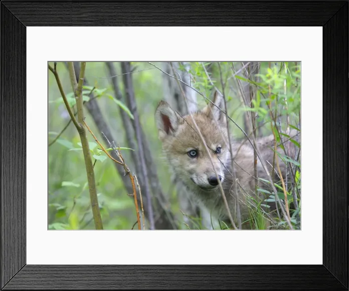 Framed Print : Grey / Timber Wolf - three month old pup. Minnesota - United States Framed Print : Grey / Timber Wolf - three month old pup. Minnesota - United States
