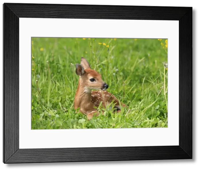 Framed Print : White-tailed Deer - fawn. Minnesota - United States Framed Print : White-tailed Deer - fawn. Minnesota - United States