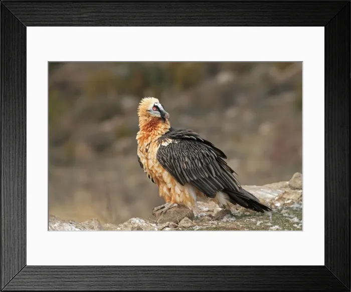 Framed Print : Lammergeier / Bearded Vulture - adult at feeding station. Pyrenees - Spain Framed Print : Lammergeier / Bearded Vulture - adult at feeding station. Pyrenees - Spain
