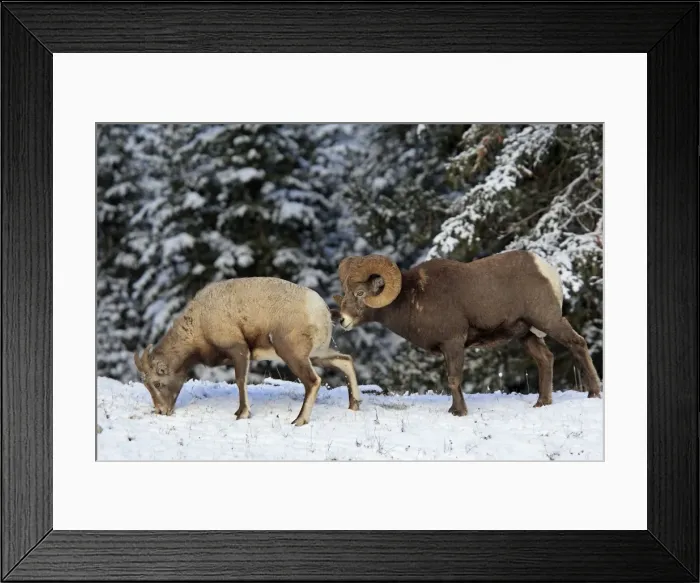 Framed Print : Rocky Mountain Bighorn Sheep - male smelling / scenting female as she urinate. Jasper National Park - Rocky Mountains - Alberta - Canada Framed Print : Rocky Mountain Bighorn Sheep - male smelling / scenting female as she urinate. Jasper National Park - Rocky Mountains - Alberta - Canada