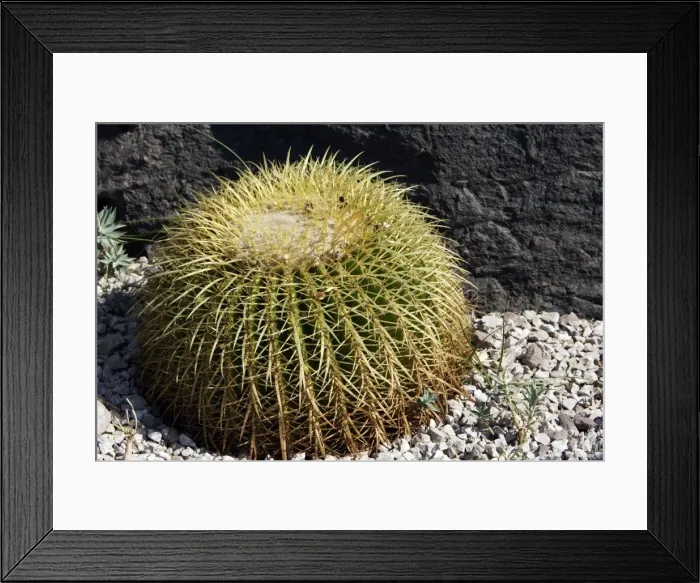 Framed Print : Cactus - Golden Barrel in park - Nice - France Framed Print : Cactus - Golden Barrel in park - Nice - France
