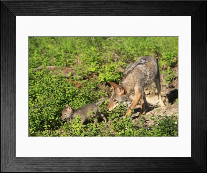 Framed Print : Coyote - Adult with 5 week old baby. Montana - USA Framed Print : Coyote - Adult with 5 week old baby. Montana - USA