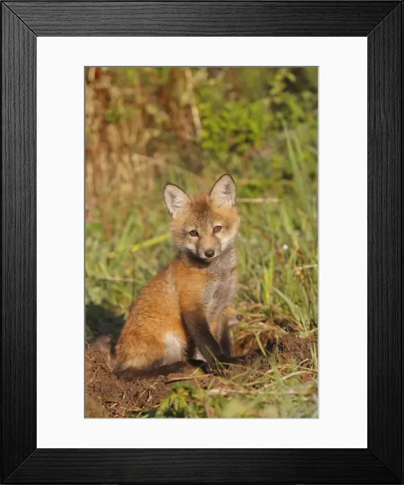 Framed Print : Red Fox - 7 week old cub. Montana - USA Framed Print : Red Fox - 7 week old cub. Montana - USA