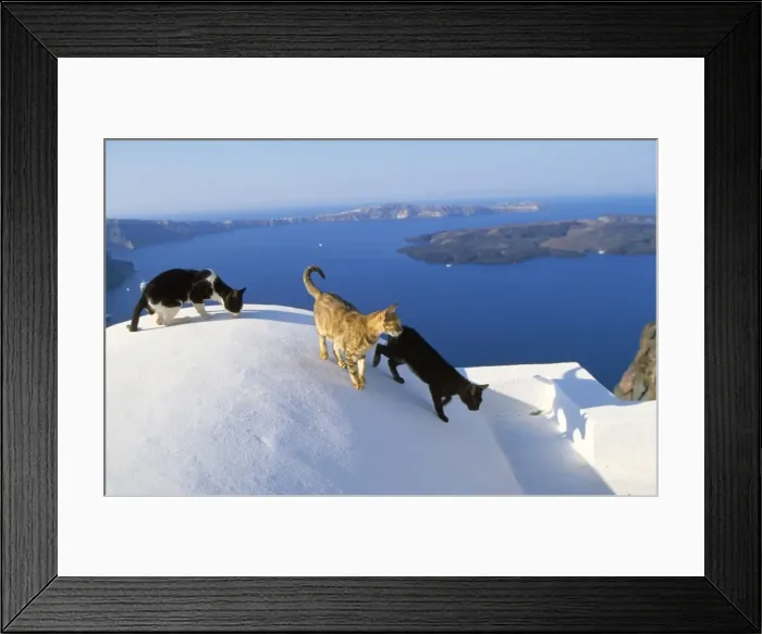 Framed Print : Cats - on wall - Santorini Island - Greece Framed Print : Cats - on wall - Santorini Island - Greece